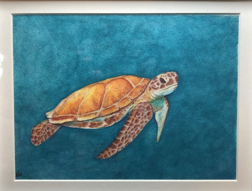 sea turtle colored pencil drawing fine art local artists