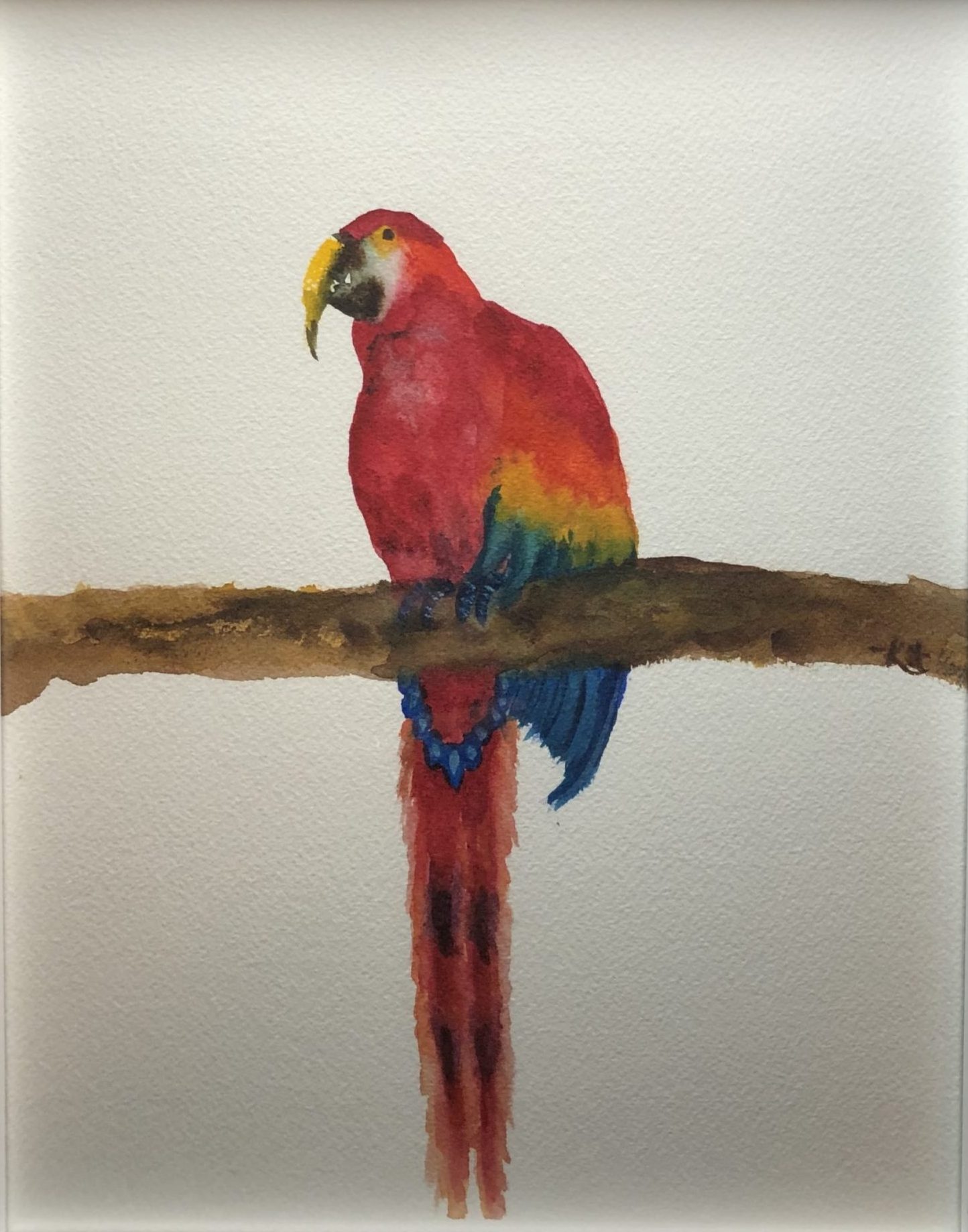 amazing parrot watercolor fine art paintings