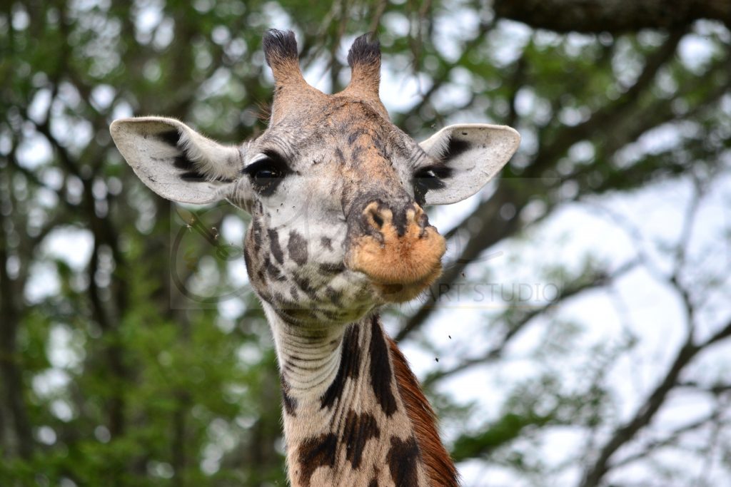 cute giraffe photography digital media near me