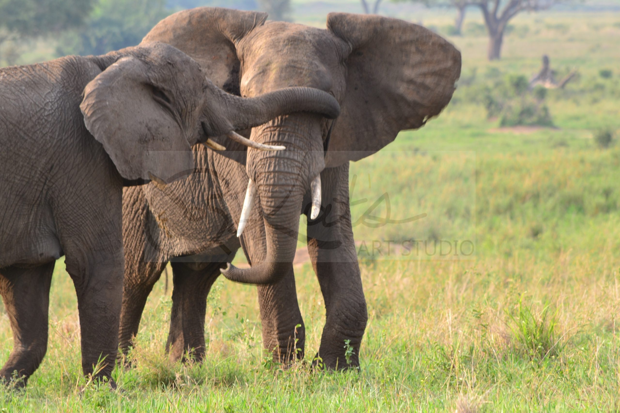 elephants in love photography digital media near me